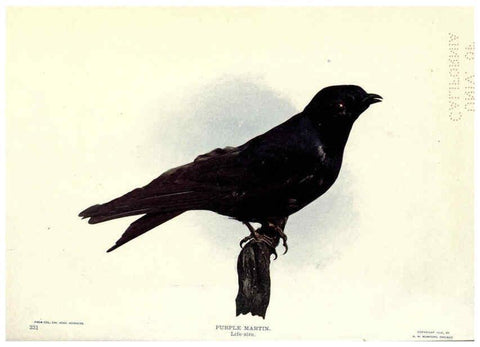 Reproducción/Reproduction 6279975610: Birds of Buzzard's Roost Indianapolis, Ind.,Scott-Miller Company,1907