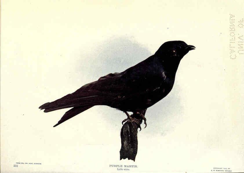 Reproducción/Reproduction 6279975610: Birds of Buzzard's Roost Indianapolis, Ind.,Scott-Miller Company,1907