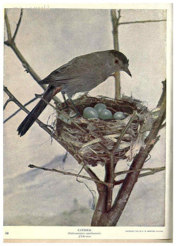 Reproducción/Reproduction 6279453007: Birds of Buzzard's Roost Indianapolis, Ind.,Scott-Miller Company,1907