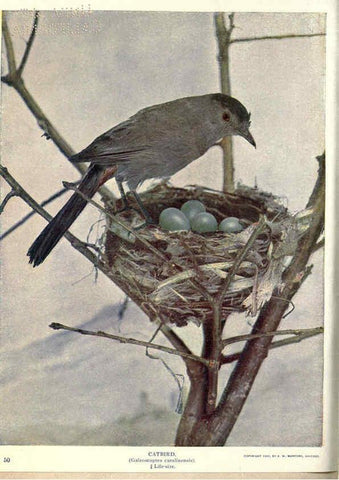 Reproducción/Reproduction 6279453007: Birds of Buzzard's Roost Indianapolis, Ind.,Scott-Miller Company,1907
