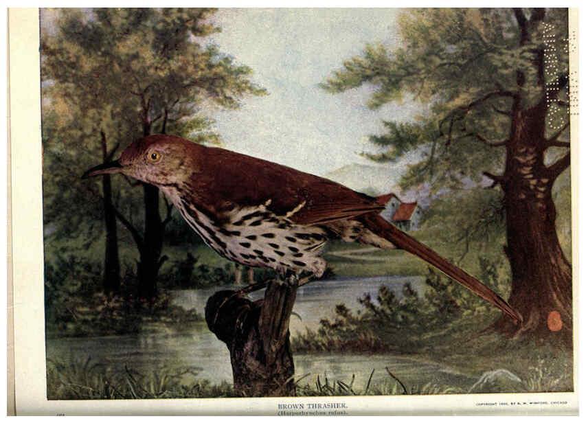 Reproducción/Reproduction 6279452817: Birds of Buzzard's Roost Indianapolis, Ind.,Scott-Miller Company,1907