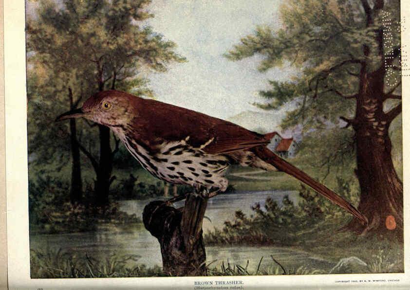 Reproducción/Reproduction 6279452817: Birds of Buzzard's Roost Indianapolis, Ind.,Scott-Miller Company,1907