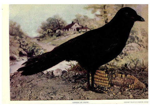 Reproducción/Reproduction 6279969946: Birds of Buzzard's Roost Indianapolis, Ind.,Scott-Miller Company,1907