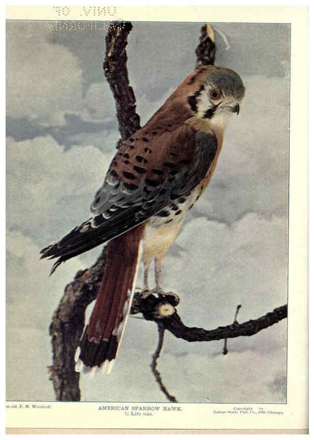 Reproducción/Reproduction 6279450545: Birds of Buzzard's Roost Indianapolis, Ind.,Scott-Miller Company,1907