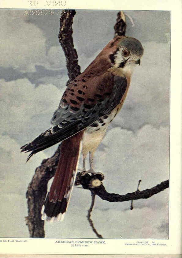 Reproducción/Reproduction 6279450545: Birds of Buzzard's Roost Indianapolis, Ind.,Scott-Miller Company,1907