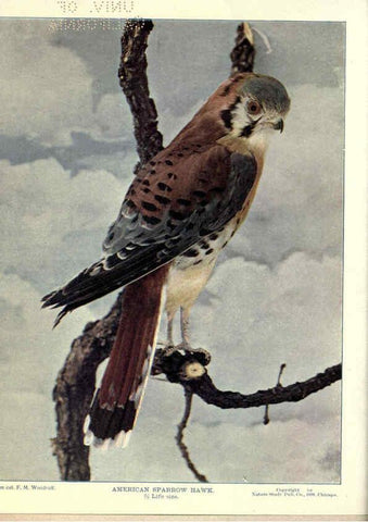 Reproducción/Reproduction 6279450545: Birds of Buzzard's Roost Indianapolis, Ind.,Scott-Miller Company,1907