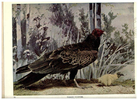 Reproducción/Reproduction 6279451001: Birds of Buzzard's Roost Indianapolis, Ind.,Scott-Miller Company,1907