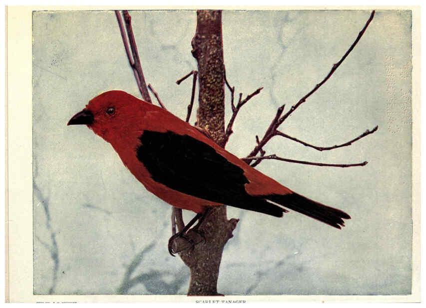 Reproducción/Reproduction 6279456041: Birds of Buzzard's Roost Indianapolis, Ind.,Scott-Miller Company,1907