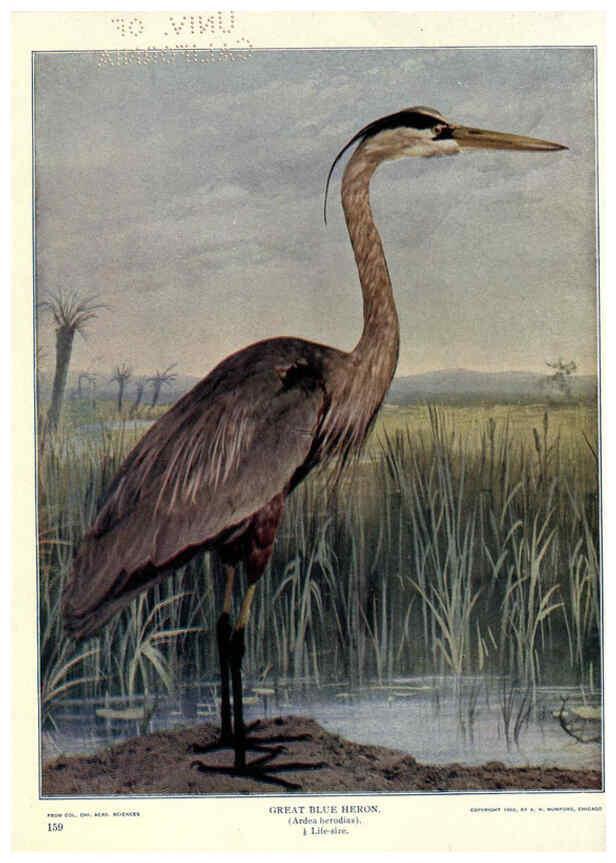 Reproducción/Reproduction 6279451495: Birds of Buzzard's Roost Indianapolis, Ind.,Scott-Miller Company,1907