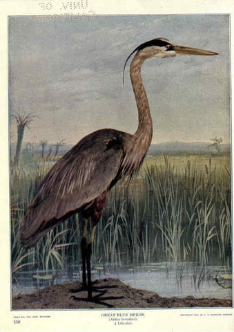 Reproducción/Reproduction 6279451495: Birds of Buzzard's Roost Indianapolis, Ind.,Scott-Miller Company,1907