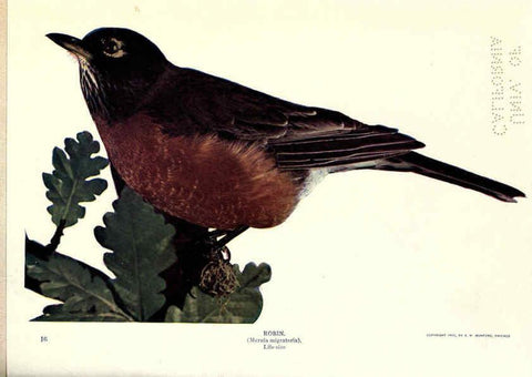 Reproducción/Reproduction 6279972174: Birds of Buzzard's Roost Indianapolis, Ind.,Scott-Miller Company,1907