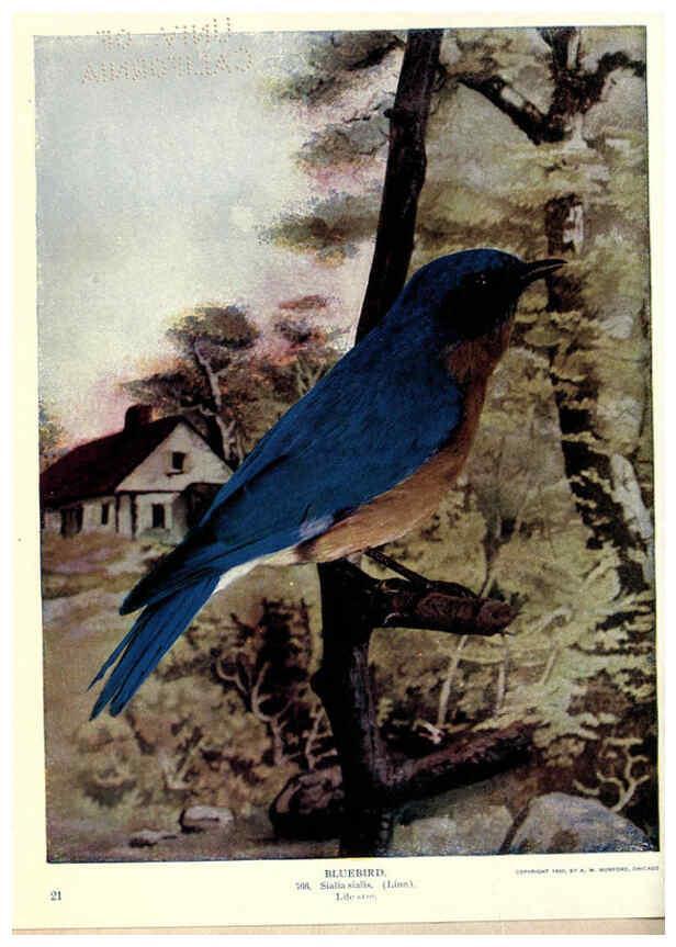 Reproducción/Reproduction 6279452377: Birds of Buzzard's Roost Indianapolis, Ind.,Scott-Miller Company,1907