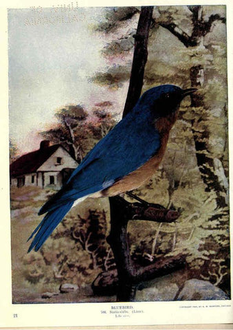 Reproducción/Reproduction 6279452377: Birds of Buzzard's Roost Indianapolis, Ind.,Scott-Miller Company,1907
