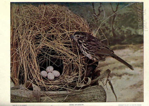 Reproducción/Reproduction 6279972498: Birds of Buzzard's Roost Indianapolis, Ind.,Scott-Miller Company,1907