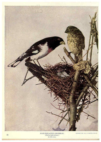 Reproducción/Reproduction 6279976260: Birds of Buzzard's Roost Indianapolis, Ind.,Scott-Miller Company,1907