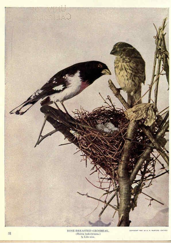 Reproducción/Reproduction 6279976260: Birds of Buzzard's Roost Indianapolis, Ind.,Scott-Miller Company,1907