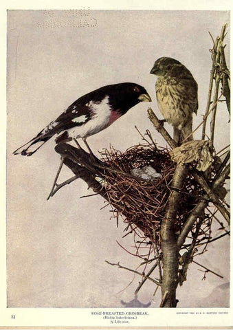 Reproducción/Reproduction 6279976260: Birds of Buzzard's Roost Indianapolis, Ind.,Scott-Miller Company,1907