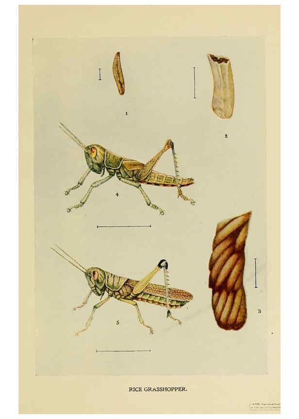 Reproducción/Reproduction 6280033214: Indian insect life Calcutta ;Thacker, Spink & Co., W. Thacker & Co., 2 Creed Lane, London,1909