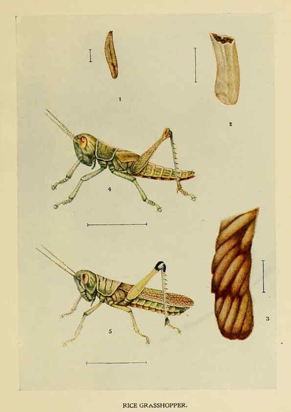 Reproducción/Reproduction 6280033214: Indian insect life Calcutta ;Thacker, Spink & Co., W. Thacker & Co., 2 Creed Lane, London,1909