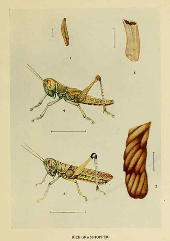 Reproducción/Reproduction 6280033214: Indian insect life Calcutta ;Thacker, Spink & Co., W. Thacker & Co., 2 Creed Lane, London,1909