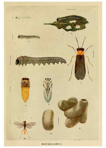 Reproducción/Reproduction 6280033736: Indian insect life Calcutta ;Thacker, Spink & Co., W. Thacker & Co., 2 Creed Lane, London,1909