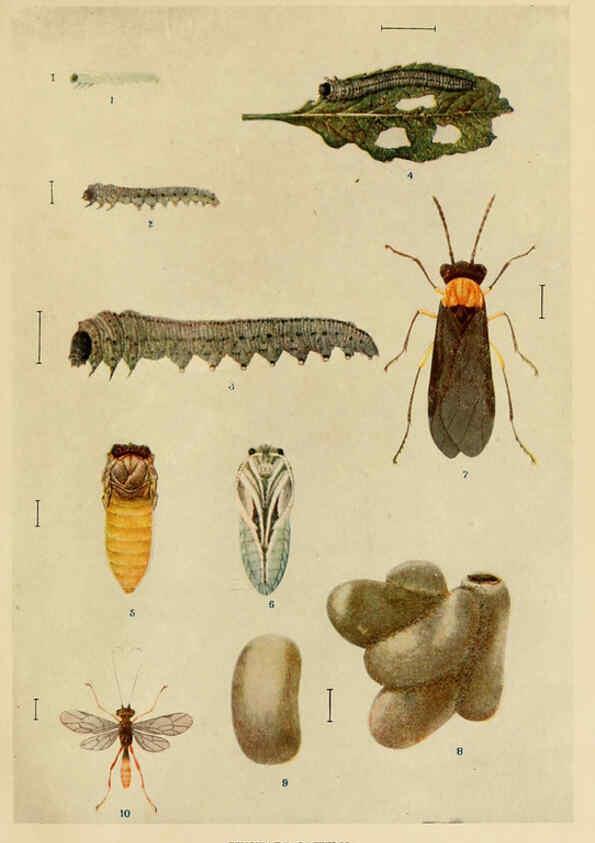 Reproducción/Reproduction 6280033736: Indian insect life Calcutta ;Thacker, Spink & Co., W. Thacker & Co., 2 Creed Lane, London,1909