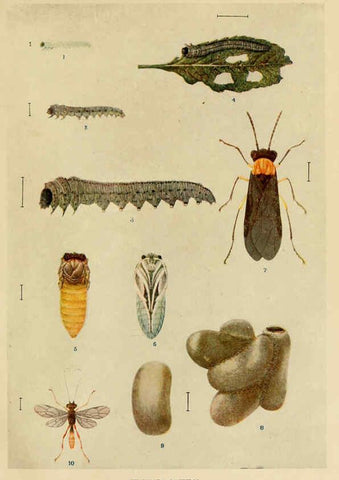 Reproducción/Reproduction 6280033736: Indian insect life Calcutta ;Thacker, Spink & Co., W. Thacker & Co., 2 Creed Lane, London,1909