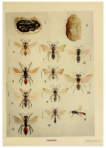Reproducción/Reproduction 6279513603: Indian insect life Calcutta ;Thacker, Spink & Co., W. Thacker & Co., 2 Creed Lane, London,1909