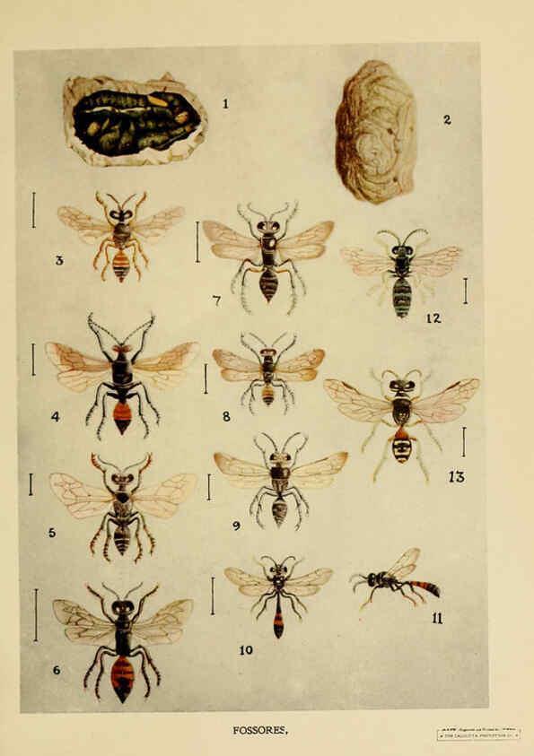Reproducción/Reproduction 6279513603: Indian insect life Calcutta ;Thacker, Spink & Co., W. Thacker & Co., 2 Creed Lane, London,1909
