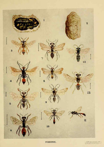 Reproducción/Reproduction 6279513603: Indian insect life Calcutta ;Thacker, Spink & Co., W. Thacker & Co., 2 Creed Lane, London,1909