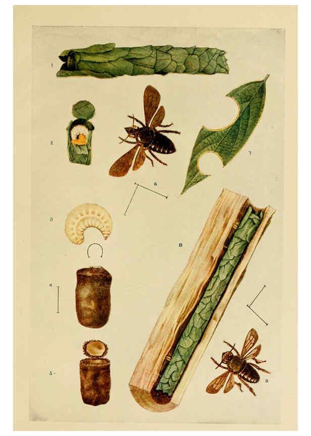 Reproducción/Reproduction 6279513971: Indian insect life Calcutta ;Thacker, Spink & Co., W. Thacker & Co., 2 Creed Lane, London,1909