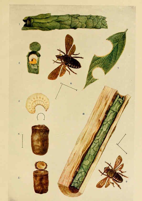 Reproducción/Reproduction 6279513971: Indian insect life Calcutta ;Thacker, Spink & Co., W. Thacker & Co., 2 Creed Lane, London,1909