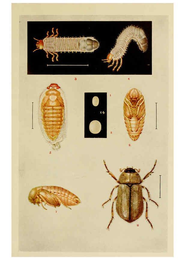 Reproducción/Reproduction 6280034734: Indian insect life Calcutta ;Thacker, Spink & Co., W. Thacker & Co., 2 Creed Lane, London,1909