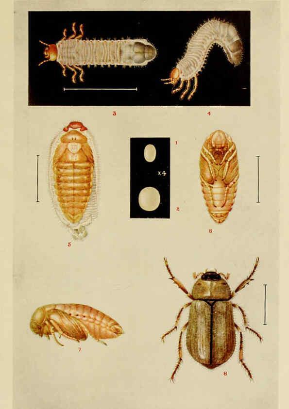 Reproducción/Reproduction 6280034734: Indian insect life Calcutta ;Thacker, Spink & Co., W. Thacker & Co., 2 Creed Lane, London,1909