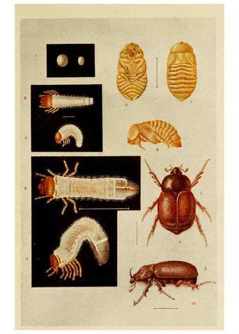 Reproducción/Reproduction 6280034910: Indian insect life Calcutta ;Thacker, Spink & Co., W. Thacker & Co., 2 Creed Lane, London,1909