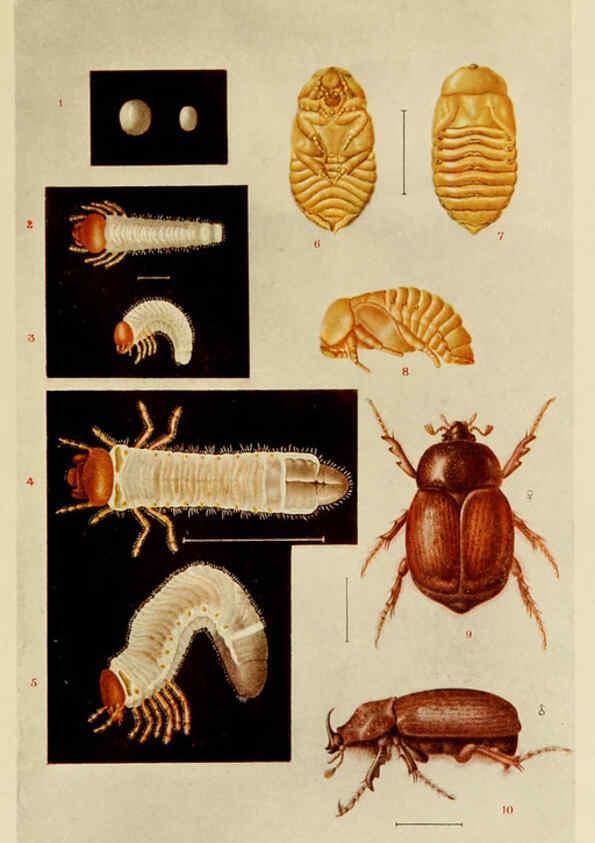 Reproducción/Reproduction 6280034910: Indian insect life Calcutta ;Thacker, Spink & Co., W. Thacker & Co., 2 Creed Lane, London,1909