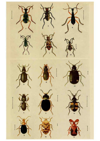 Reproducción/Reproduction 6279514709: Indian insect life Calcutta ;Thacker, Spink & Co., W. Thacker & Co., 2 Creed Lane, London,1909