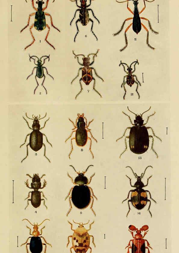 Reproducción/Reproduction 6279514709: Indian insect life Calcutta ;Thacker, Spink & Co., W. Thacker & Co., 2 Creed Lane, London,1909