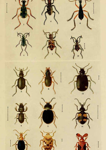 Reproducción/Reproduction 6279514709: Indian insect life Calcutta ;Thacker, Spink & Co., W. Thacker & Co., 2 Creed Lane, London,1909