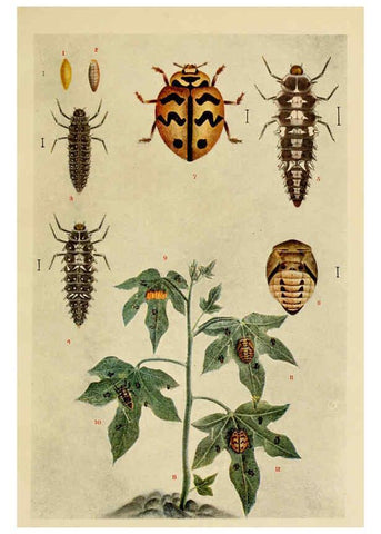 Reproducción/Reproduction 6279514971: Indian insect life Calcutta ;Thacker, Spink & Co., W. Thacker & Co., 2 Creed Lane, London,1909