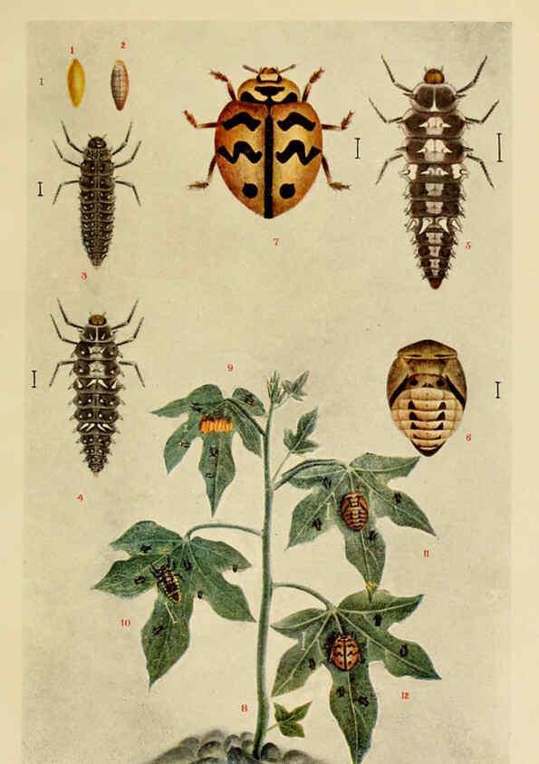 Reproducción/Reproduction 6279514971: Indian insect life Calcutta ;Thacker, Spink & Co., W. Thacker & Co., 2 Creed Lane, London,1909