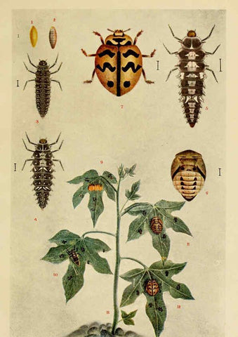 Reproducción/Reproduction 6279514971: Indian insect life Calcutta ;Thacker, Spink & Co., W. Thacker & Co., 2 Creed Lane, London,1909