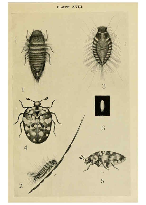 Reproducción/Reproduction 6280035496: Indian insect life Calcutta ;Thacker, Spink & Co., W. Thacker & Co., 2 Creed Lane, London,1909