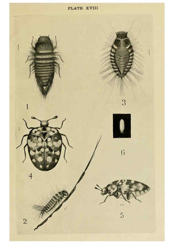 Reproducción/Reproduction 6280035496: Indian insect life Calcutta ;Thacker, Spink & Co., W. Thacker & Co., 2 Creed Lane, London,1909