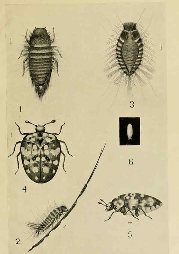 Reproducción/Reproduction 6280035496: Indian insect life Calcutta ;Thacker, Spink & Co., W. Thacker & Co., 2 Creed Lane, London,1909