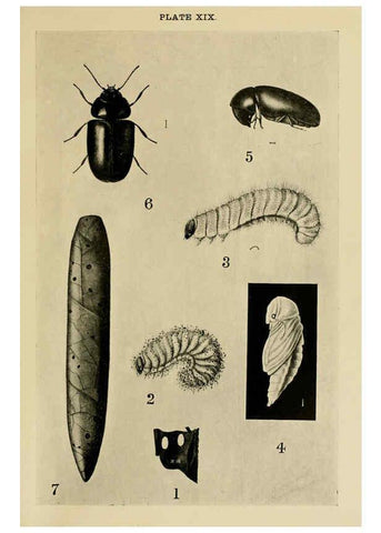 Reproducción/Reproduction 6280035744: Indian insect life Calcutta ;Thacker, Spink & Co., W. Thacker & Co., 2 Creed Lane, London,1909