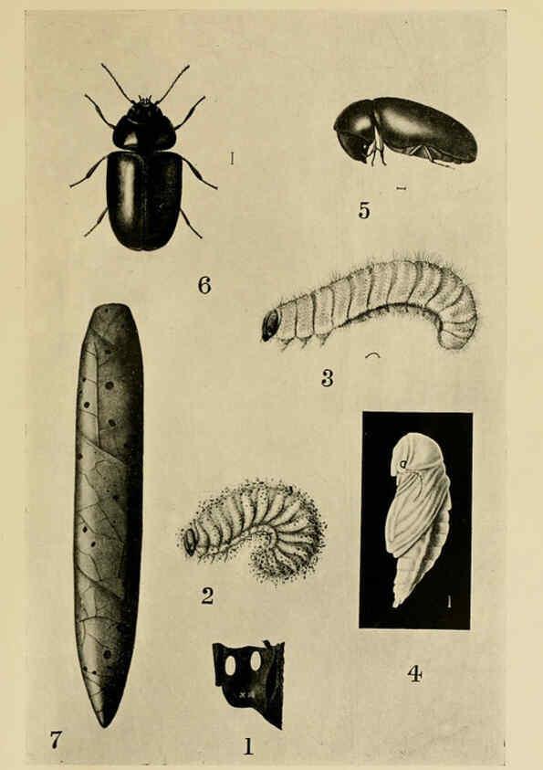 Reproducción/Reproduction 6280035744: Indian insect life Calcutta ;Thacker, Spink & Co., W. Thacker & Co., 2 Creed Lane, London,1909