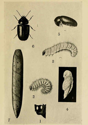 Reproducción/Reproduction 6280035744: Indian insect life Calcutta ;Thacker, Spink & Co., W. Thacker & Co., 2 Creed Lane, London,1909