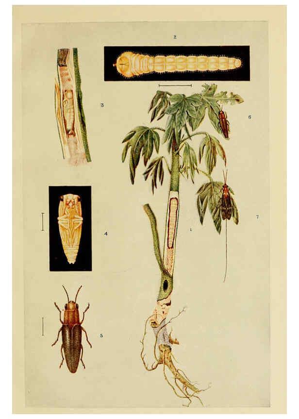 Reproducción/Reproduction 6280035982: Indian insect life Calcutta ;Thacker, Spink & Co., W. Thacker & Co., 2 Creed Lane, London,1909