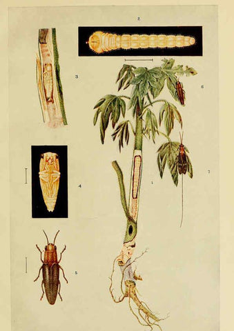 Reproducción/Reproduction 6280035982: Indian insect life Calcutta ;Thacker, Spink & Co., W. Thacker & Co., 2 Creed Lane, London,1909